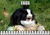 easter bunny, eggs, rabbit, wtf, meme