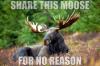 moose, share, no reason