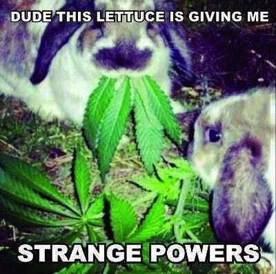rabbit, meme, lettuce, powers