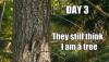 day 3 they still think I am a tree, owl camouflage, meme