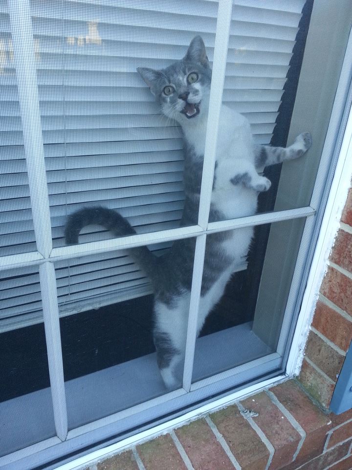 cat, happy, window