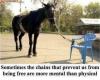 horse, chair, chains, mental