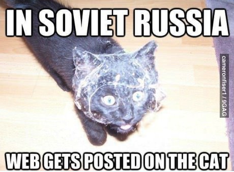 cat, web, soviet russia, meme