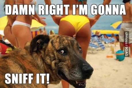 dog, beach, meme, butt