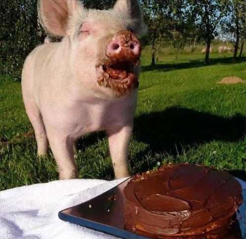 pig, cake, chocolate