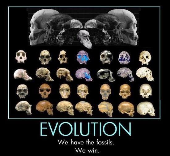 evolution, we have the fossils, skulls, darwin