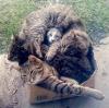 cat, box, full, lol, cute
