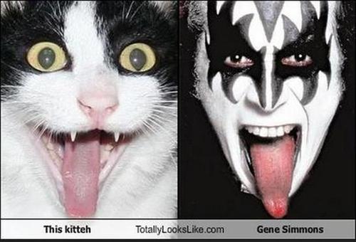 cat, totallylookslike, gene simmons