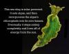 evolution, sea slug, chlorophyl, energy, sun, dyk