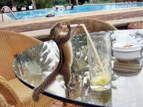 squirrel, straw, drink