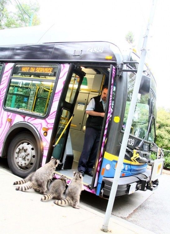 bus, racoons, wtf