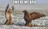 Come at me bro, bird, eagle fight, meme