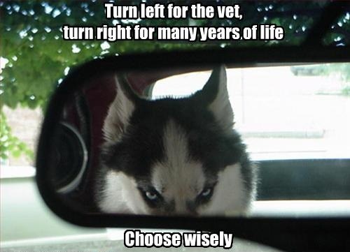 turn left for the vet, turn right for many years of life, choose wisely