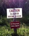 caution, alligator, mating season, lol, fake orgasm'
