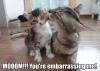 mom you're embarrassing me!, cat, meme, kitten 