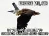 meme, eagle, seagull, jehovah's witnesses