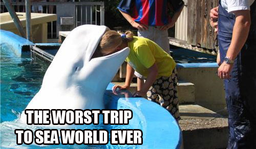 meme, seaworld, head, beluga