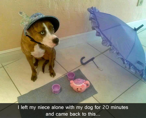 story, dog, tea party
