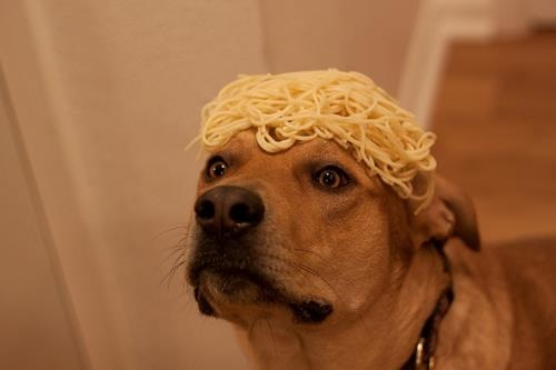 dog, spaghetti, wtf