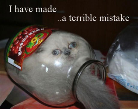 I have made a terrible mistake, cat gets stuck in a jar by mistake
