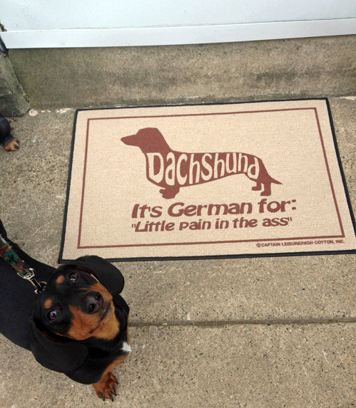 dog, door mat, dachshund