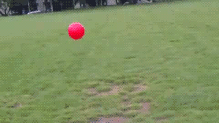 dog, ball, bounce, gif