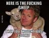 gordon ramsay, sheep, meme
