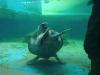Ridiculously photogenic turtle, dancing turtle caught on camera