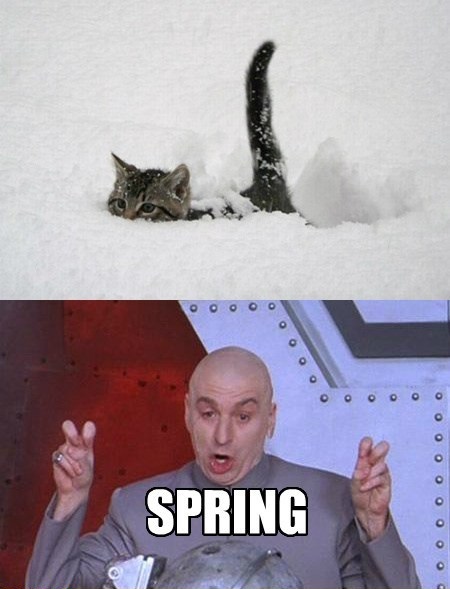 spring, dr evil, cat, snow