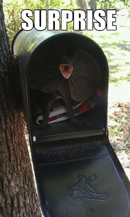 surprise, lizard, reptile, mailbox, wtf