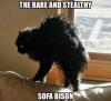 the rare and stealthy sofa bison, cat, meme