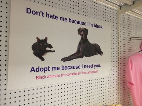 black, animals, adoption, sign