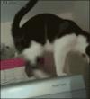 cat climbs down wall using friction and the fridge, who needs gravity?