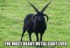 the most heavy metal goat ever, meme