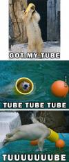 polar bear, tube, toy, cute