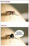 mosquito, expectation, reality