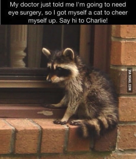 charlie, story, cat, eyesight