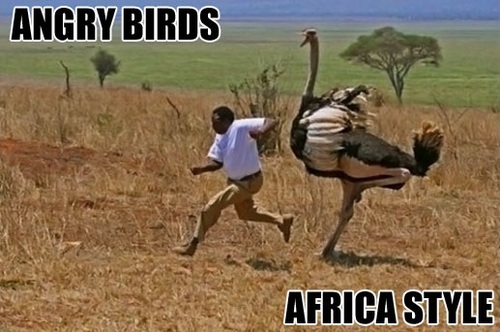 meme, angry birds, chase, africa