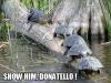 turtles, alligator, meme, donatello