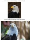 eagle, face, majestic, scared, confused