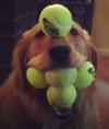 dog, tennis balls