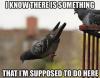 I know there is something that I'm supposed to do here, meme, pigeon unresponsive in mid air
