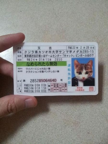 cat id card, wtf