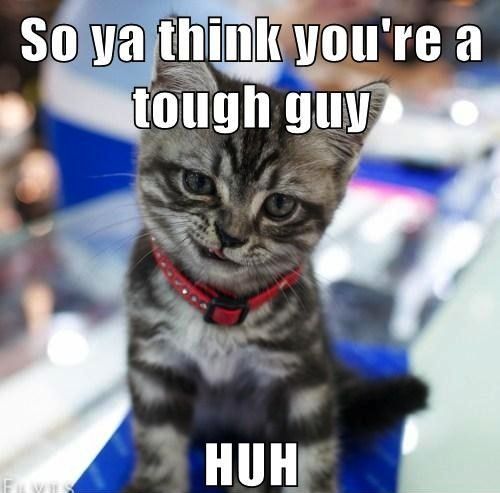 cat, face, meme, so you think you are a tough guy huh