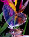 amber phantom butterfly, transparent