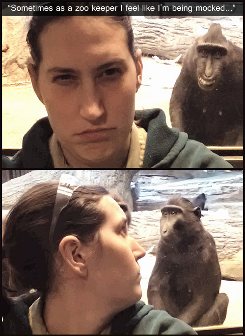 zoo keeper, monkey, photobomb
