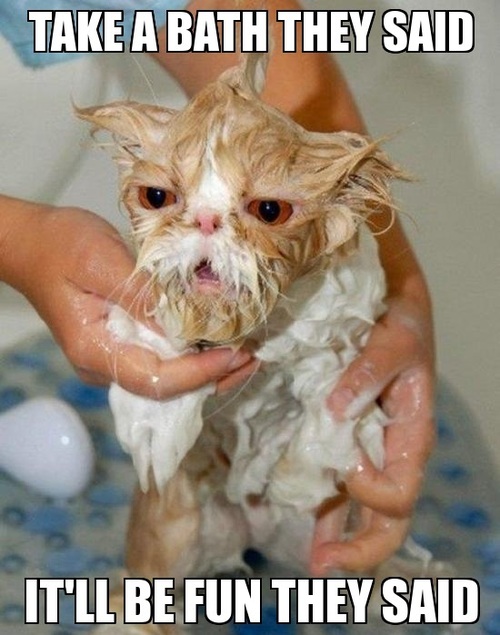 cat, bath, wet, meme