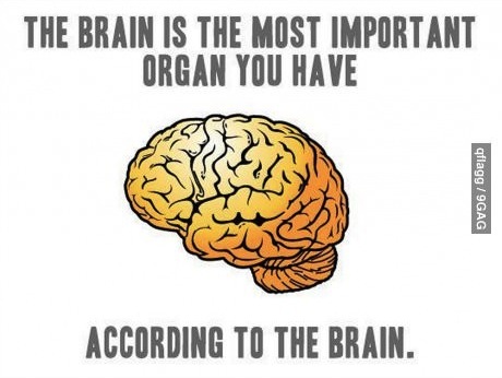 the brain is the most important organ you have, according to the brain, meme