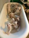 puppies, tub, bath