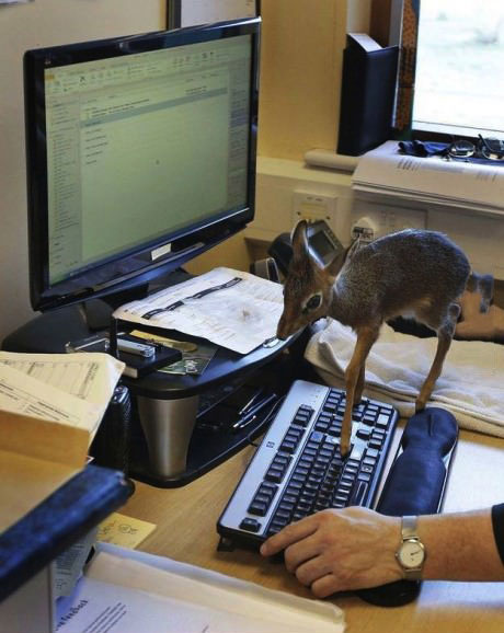 deer, keyboard, baby, wtf